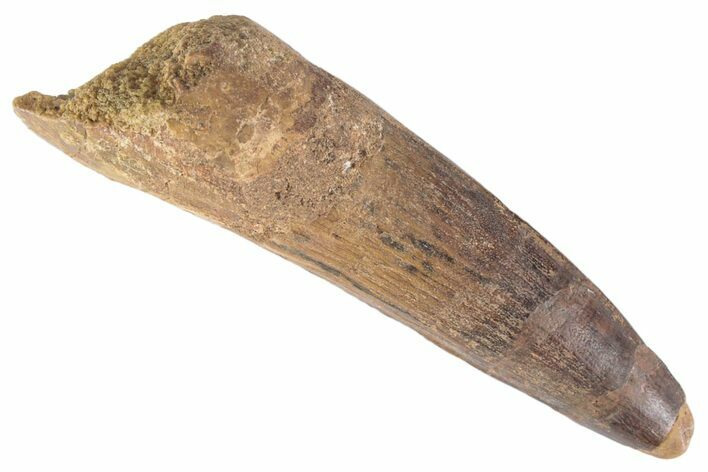 Fossil Spinosaurus Tooth - Real Dinosaur Tooth #383791